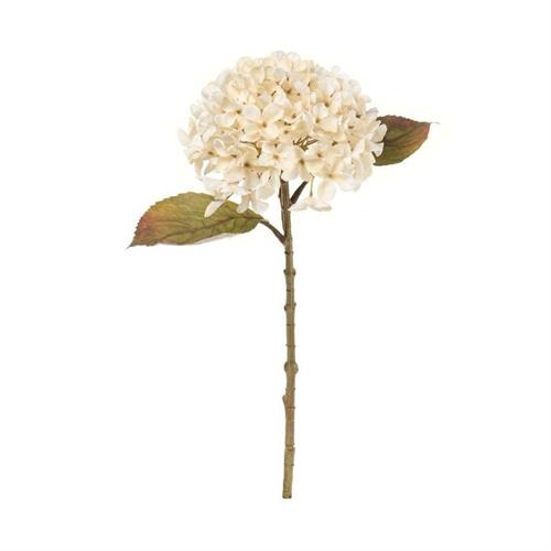 Ortensia crema con foglie