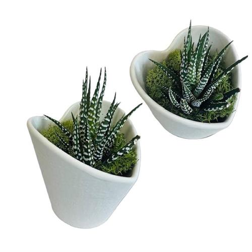 Vasetto grande bianco a cuore con piantina